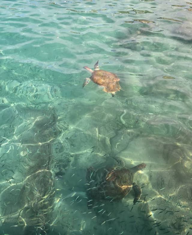 Photo 1 by Mark B. (2/4/26)