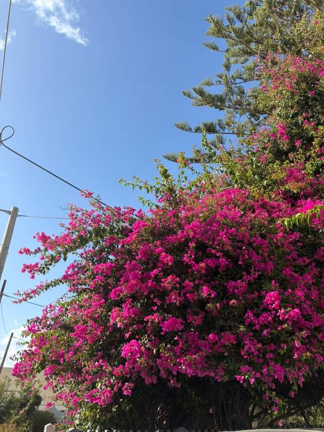 Fotografia 2 realizată de petru ciprian L. (20.10.25)