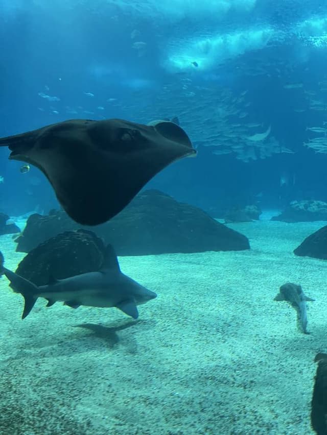 Фото 3 от Aidar G. об аренде Renault Austral в Мадриде (09.05.25)