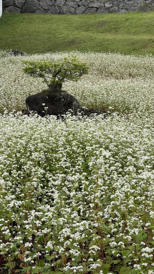 Foto 3 de Adriana Itou Pinheiro de Oliveira A. (16/10/25)