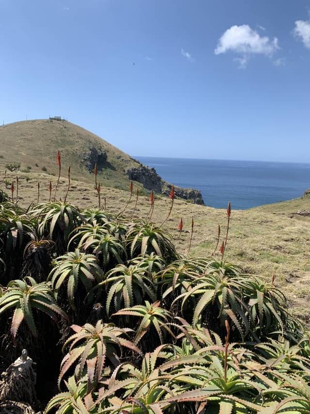 Photo 2 by Andrzej S. about renting a Ford Focus in Madeira (5/5/25)