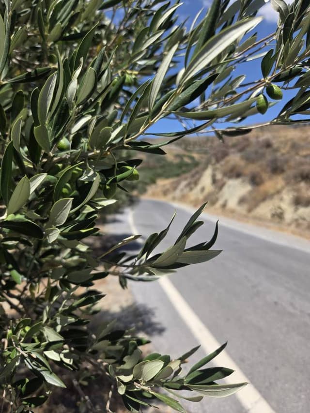 Mihaly R. 3. számú fényképe (25. 08. 10.)