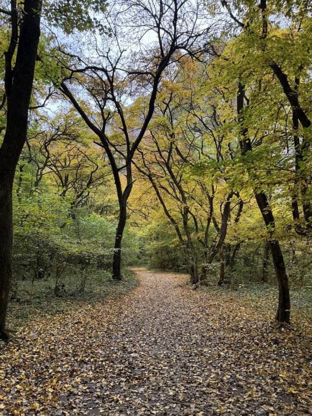 Photo 3 by Stepan F. (10/23/25)