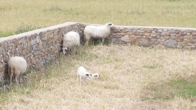 תמונה 3 מאת Nitza A. (13.4.25)