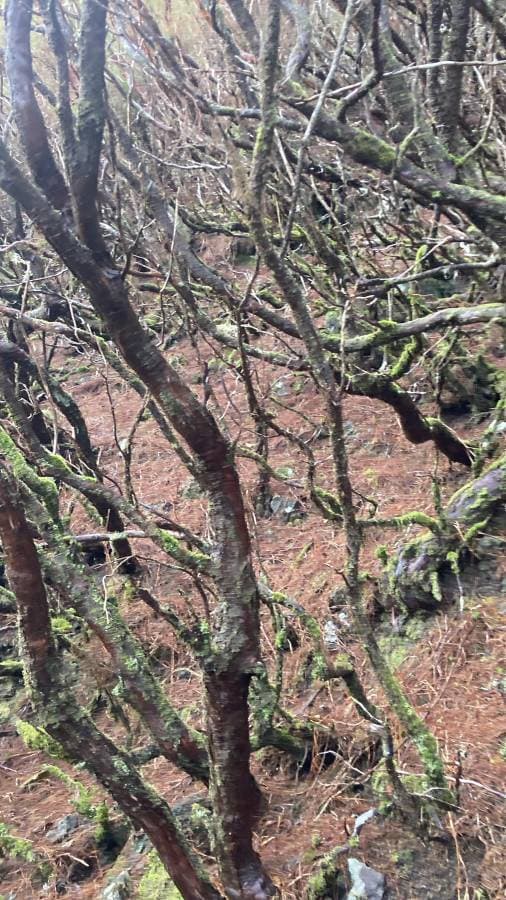 Foto 2 de Luis Filipe R. (13/04/26)