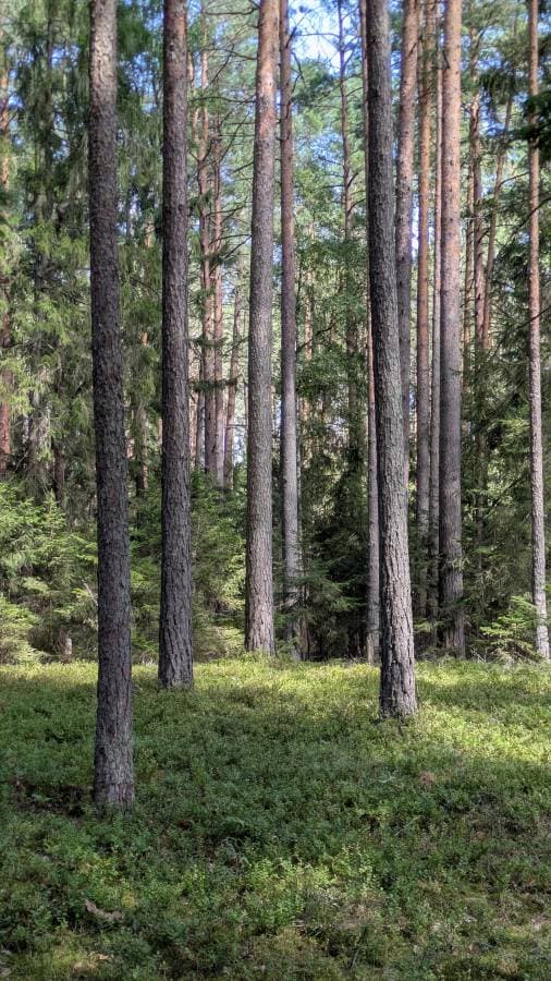 תמונה 3 מאת Osnat P. (21.8.25)