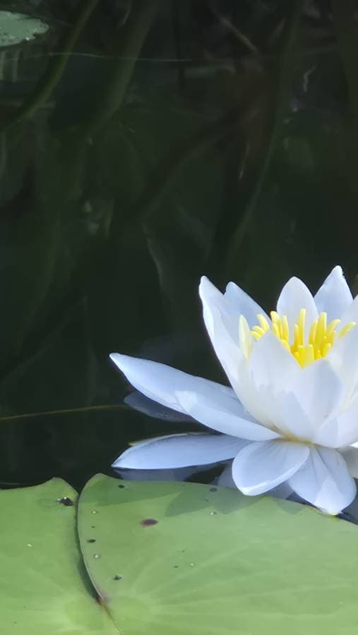 Photo 3 by meir D. (8/15/25)