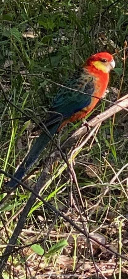 Photo 1 by Robert H. about hiring a Kia K4 in Perth Fremantle (12.01.23)