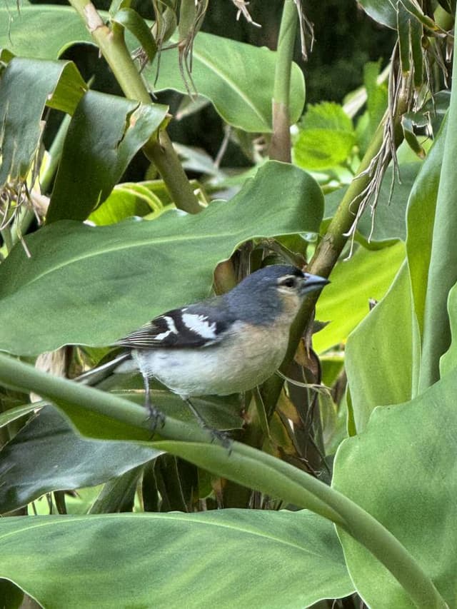 Foto 6 von Heinz M. über die Anmietung eines Fiat Panda am Flughafen Ponta Delgada (8.6.24)