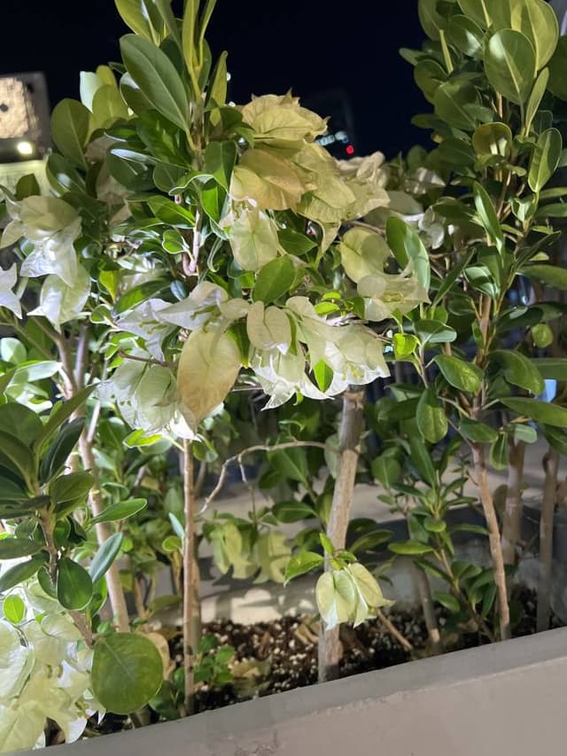 Photo by ashraf I. (1/14/24)