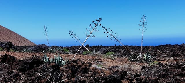 Foto 5 von Markus V. über die Anmietung eines Seat Ibiza am Flughafen Lanzarote (23.4.24)