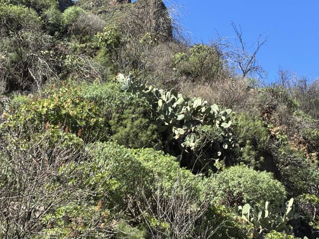 Billede 3 af Eva H. om at leje en Volkswagen Polo i Gran Canaria (2/3/25)