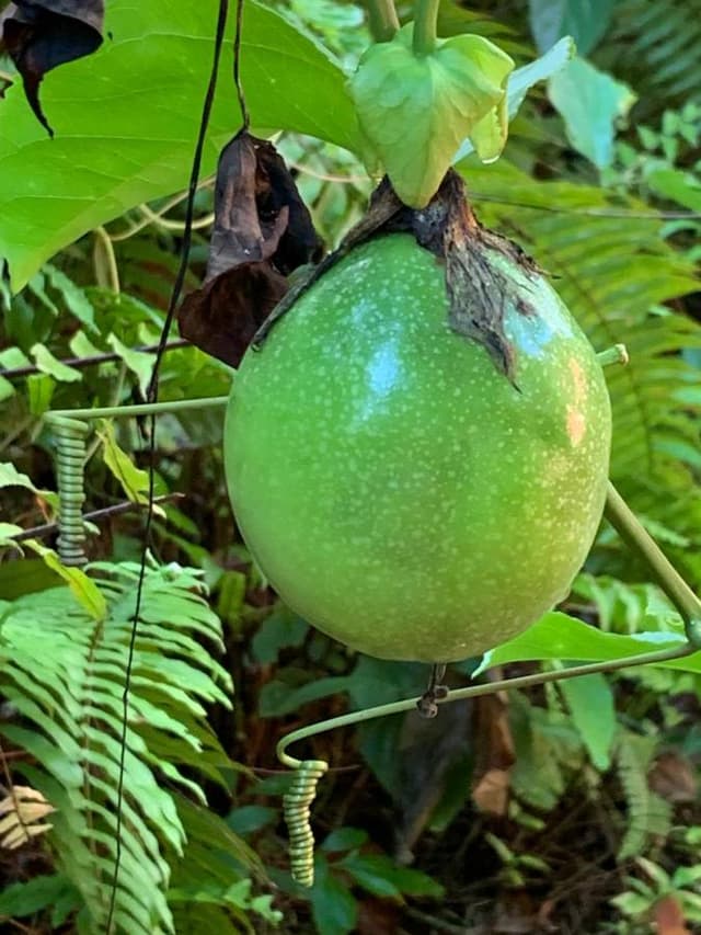 Photo 2 par Kaija H. sur la location d'un Kia Picanto à Punta Cana (27/08/25)