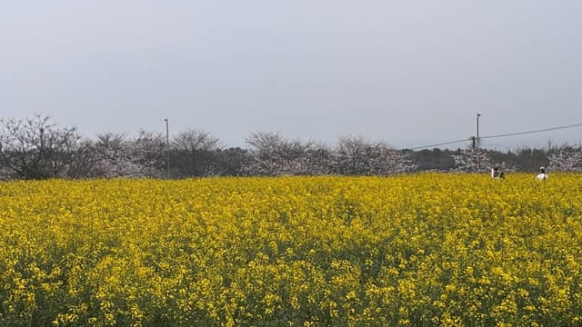 Photo 8 by Mohan S. (4/14/26)