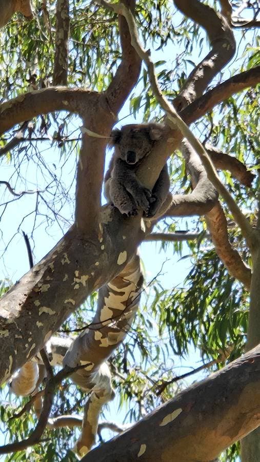 Photo 2 by Maria B. about renting a MG ZS in Perth (1/7/25)
