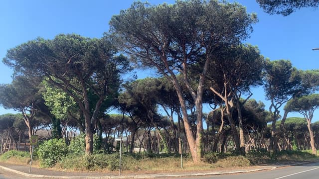Photo 3 by Shuyan D. about renting a Fiat Panda in Rome (8/27/24)