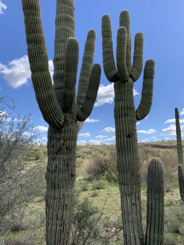 Photo 1 by Dorothy T. about renting a Toyota Corolla in Arizona (3/13/24)
