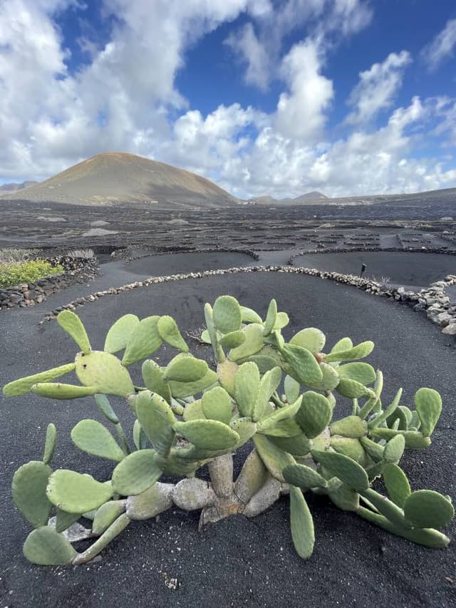 Photo 5 by Lukasz G. about hiring a Citroen C3 in the Canary Islands (24.02.25)