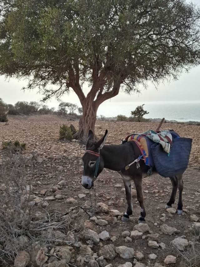 Photo 2 by Lisette T. about renting a Dacia Sandero at Essaouira Airport (9/15/25)