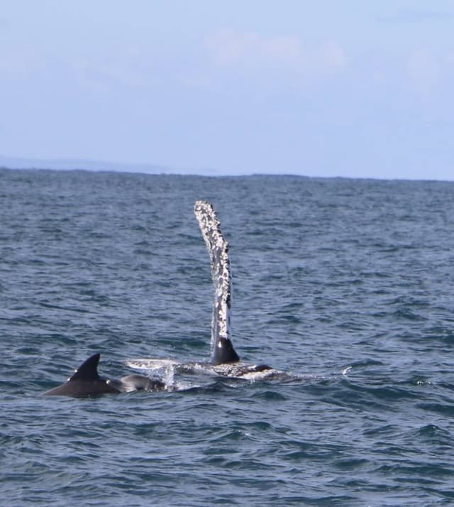 Photo 4 by King Yong N. about hiring a Toyota RAV4 at Perth Airport (29/07/24)