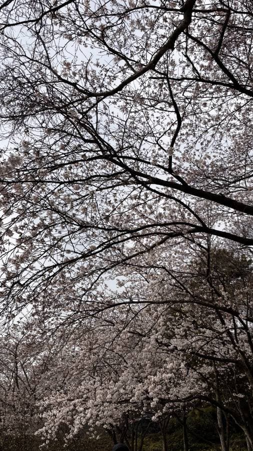 Photo 9 by Mohan S. (4/14/26)