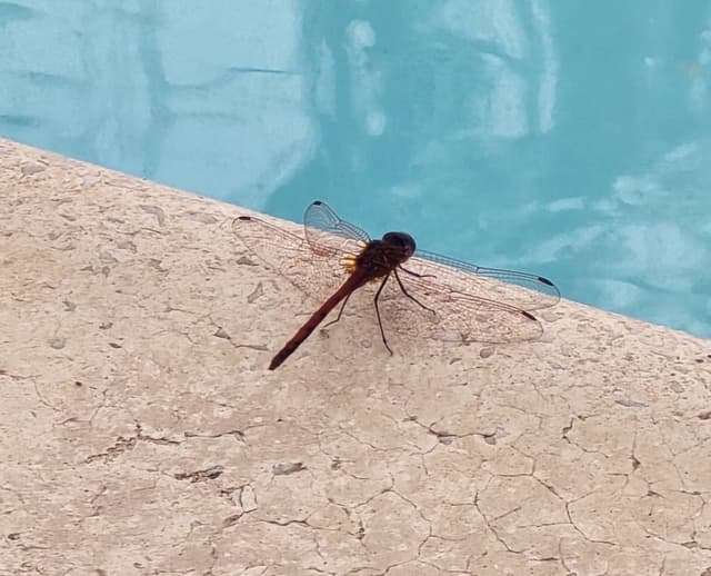 Photo 2 by Leslie D. (5/25/26)