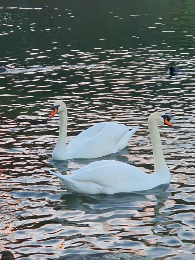 Foto 6 di Valerio T. sul noleggio di una Fiat 500X a Venezia (18/01/24)