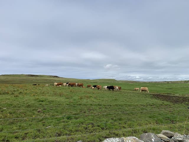 Photo 3 by Alejandra P. about renting a Renault Clio in Galway (8/13/23)