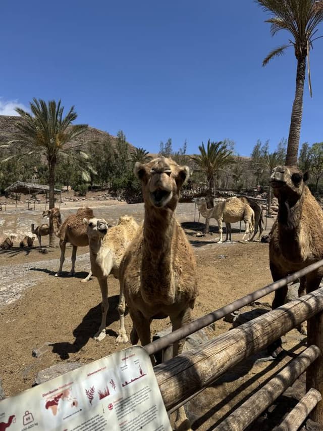 Photo by Alice T. about renting a Seat Ibiza in Fuerteventura (6/2/24)