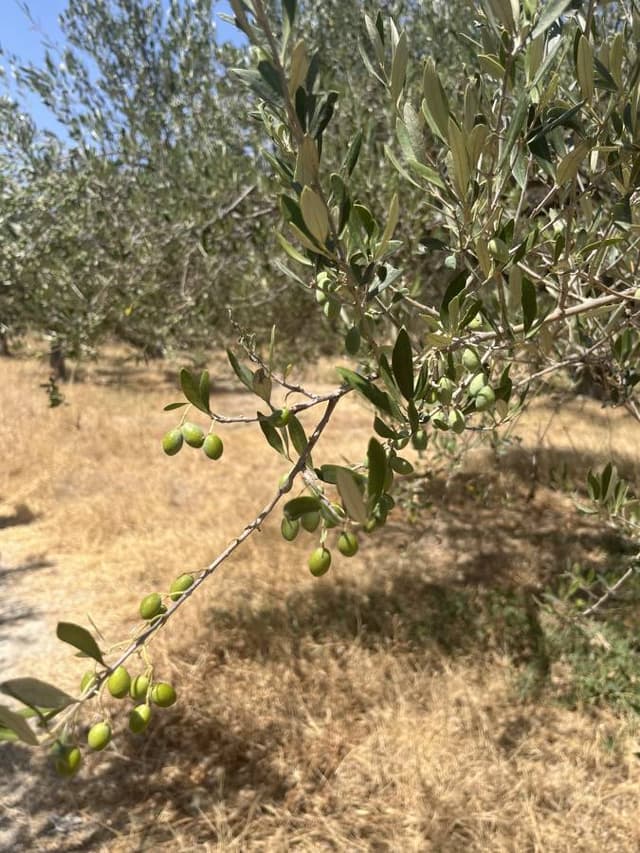 Photo 1 by Brad O. about renting a Fiat Panda in Crete (8/25/24)