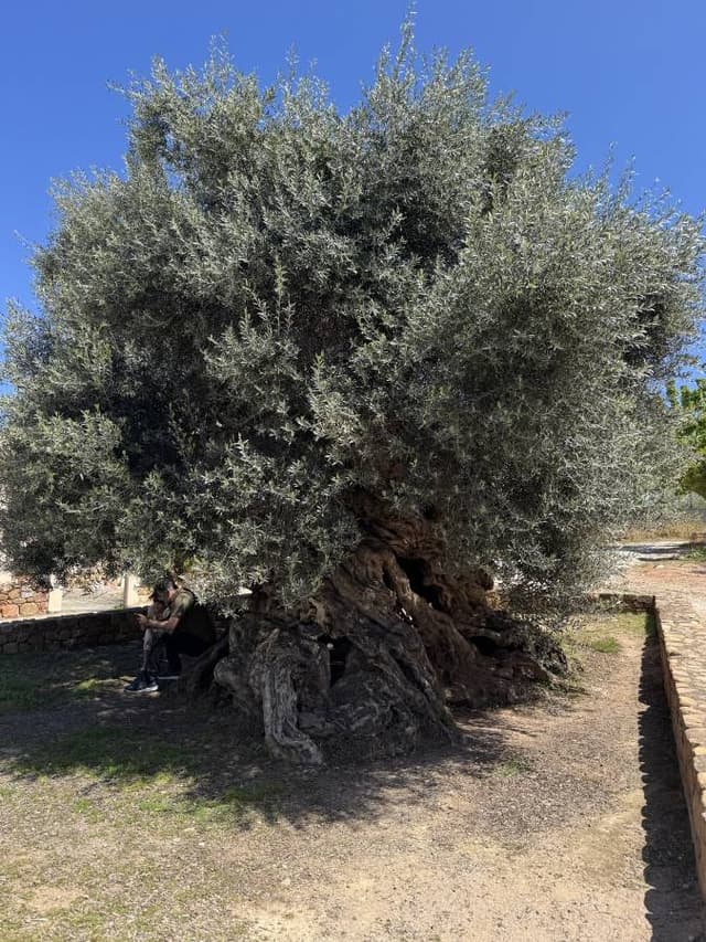 Billede 2 af Per A. om at leje en Toyota Aygo i Kreta Lufthavn Chania (4/19/25)