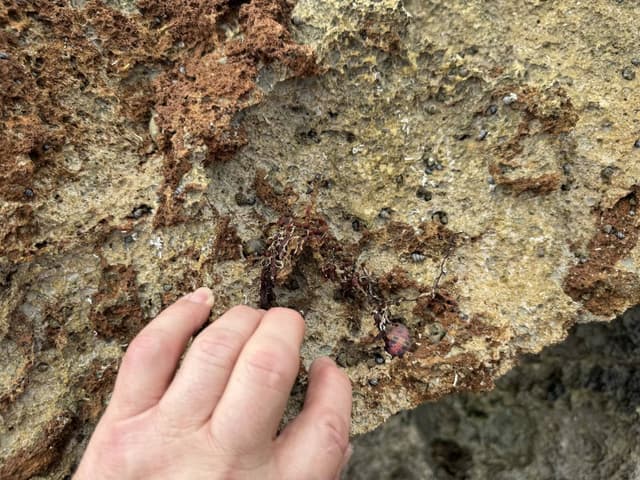 Photo 4 by Simon F. about hiring a Suzuki Jimny at Bridgetown Airport (24.01.25)