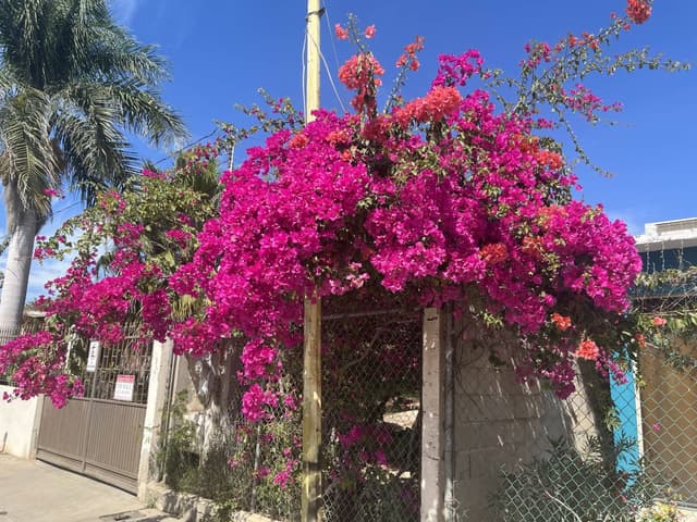 Photo 3 by Adrian P. (3/12/26)