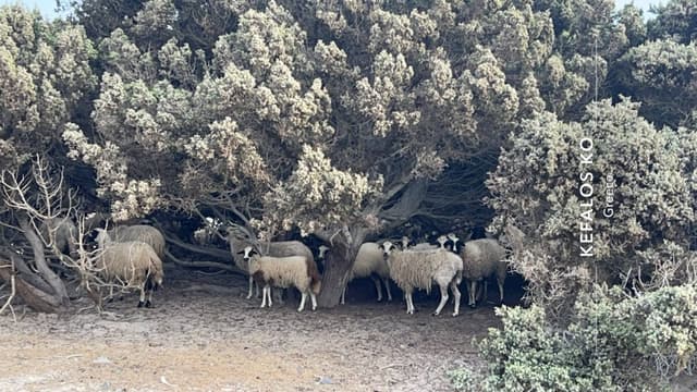Photo 4 par sebastien M. sur la location d'un Toyota Aygo à Kos (12/10/24)