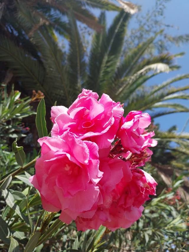 Foto 2 van Danielle V. (1-3-26)