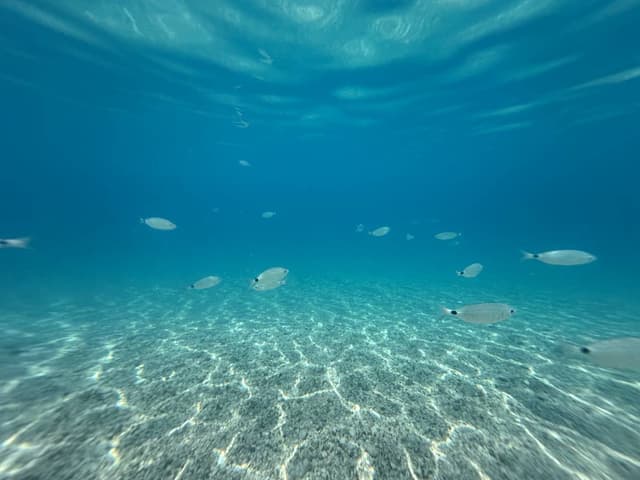 Photo 5 by Alexandru N. (7/6/26)