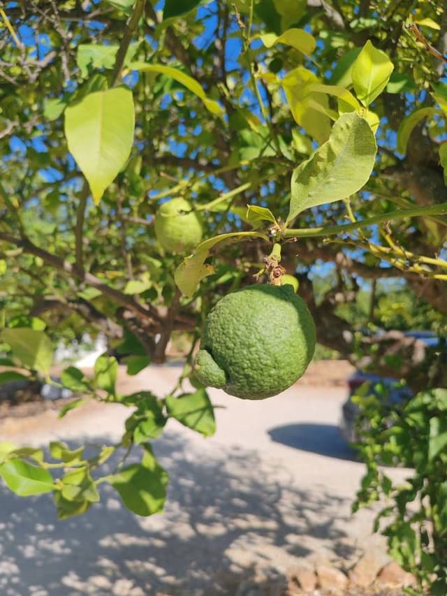 Photo 3 by Mohammad H. (8/13/26)
