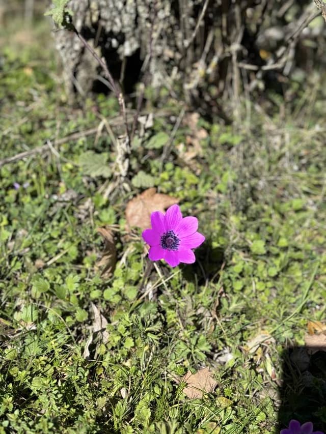 Foto 5, ko uzņēmis Jana K. (9.03.24.) īri