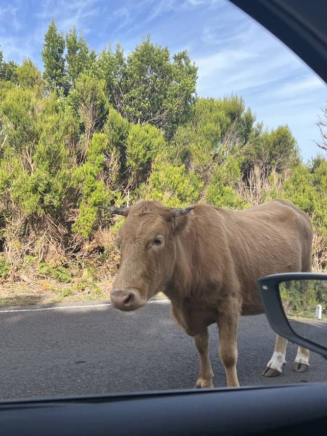 Foto 4 van L.B.A. F. over het huren van een Renault Clio in Madeira (13-10-23)