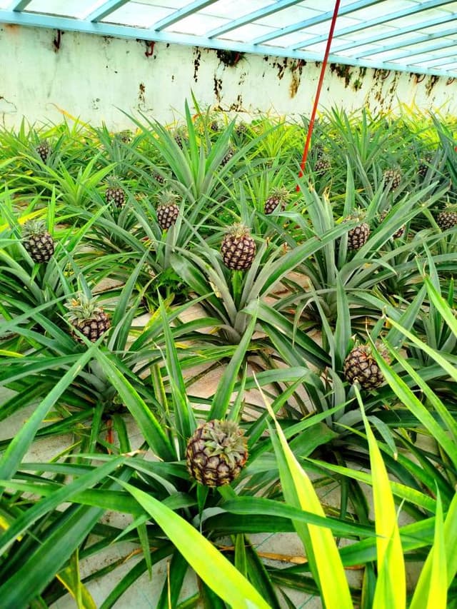 Zdjęcie 2 wykonane przez Piotr T. (29.11.25)