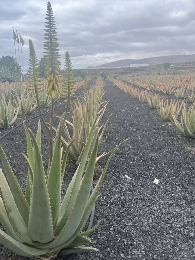Foto door Sanne W. over het huren van een Dacia Duster op Lanzarote luchthaven (22-4-23)