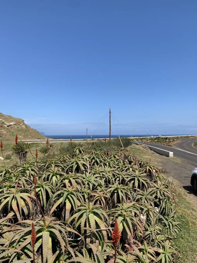 Photo 4 by Andrzej S. about renting a Ford Focus in Madeira (5/5/25)