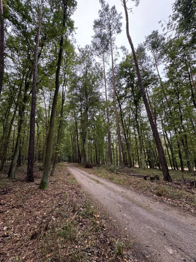 Foto 4 de Patricia A. (11/10/25)