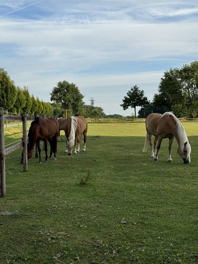Фото 6 от Kanstantsin D. об аренде Seat Ibiza в Дюссельдорфе (09.07.25)