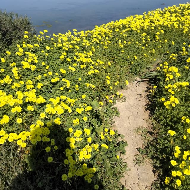 Photo 3 by Susan C. about hiring a Fiat Panda at Faro Airport (05/03/26)