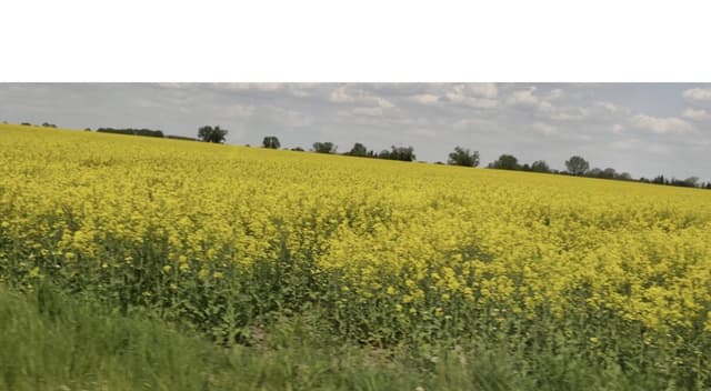 Zdjęcie 1 wykonane przez Malgorzata K. (21.05.26)