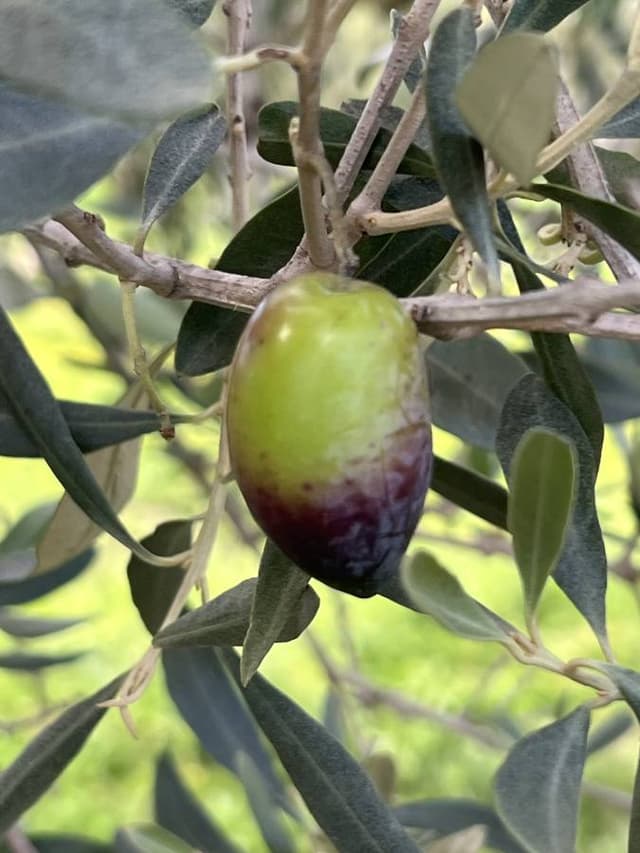 Photo 3 by Paul K. (11/21/25)