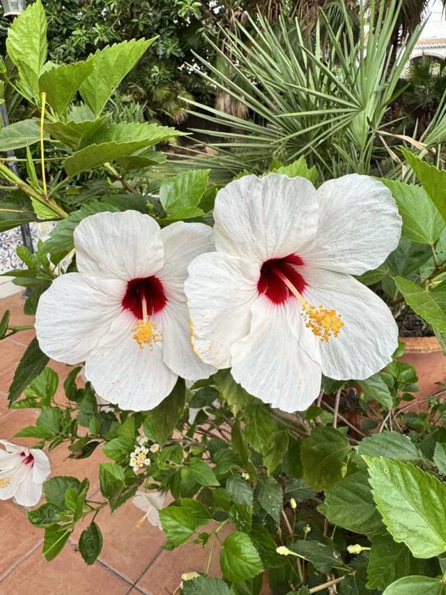 Photo 2 by Yamilis R. (7/26/26)