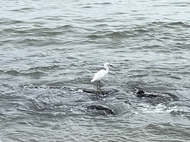 Foto 4 di joao F. (20/01/25)