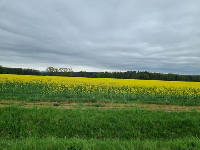 Photo 2 by Sagi A. about renting a Toyota Yaris Cross in Czech Republic (4/15/24)